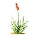 aloe.jpg