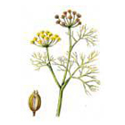 fennel.jpg