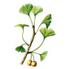 gingko(1).jpg