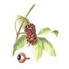 guarana.jpg