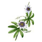 passionflower.jpg