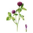 red clover.jpg