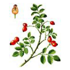 rosehip.jpg