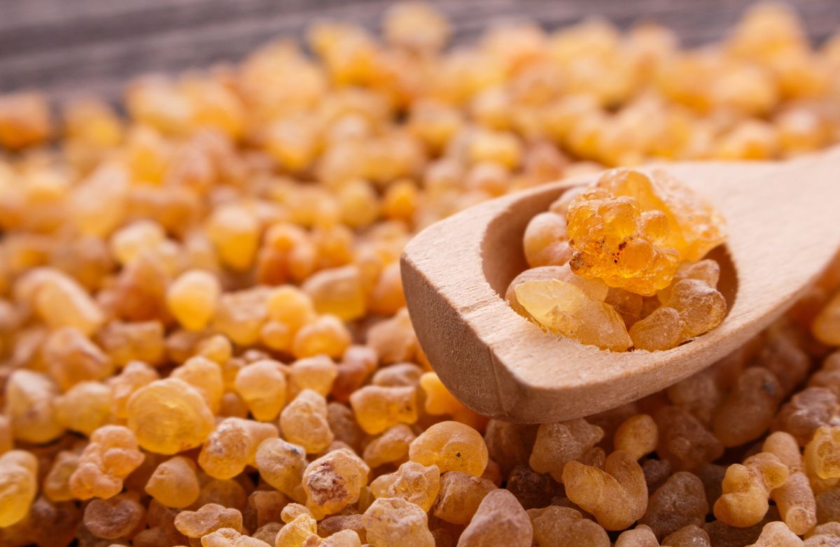 Boswellia Serrata – właściwości, działanie i zastosowanie