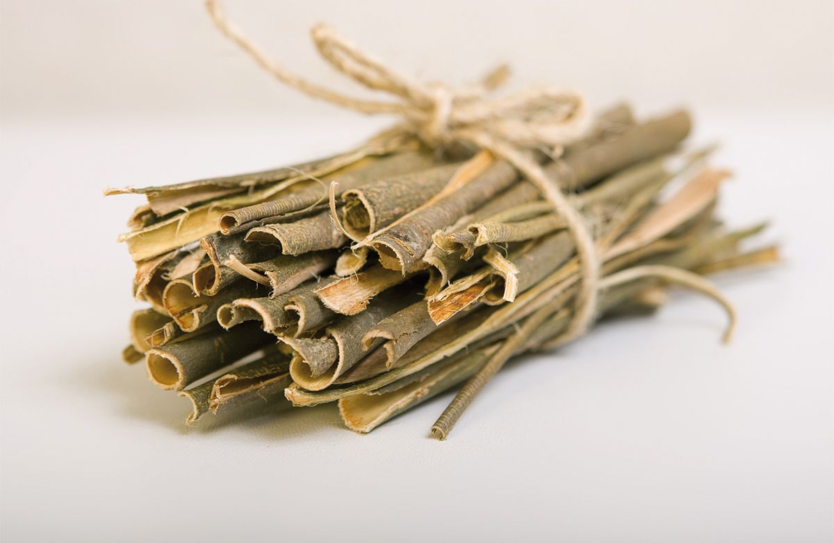 Kora Białej Wierzby: Naturalny sposób na łagodzenie bólu i stanów zapalnych