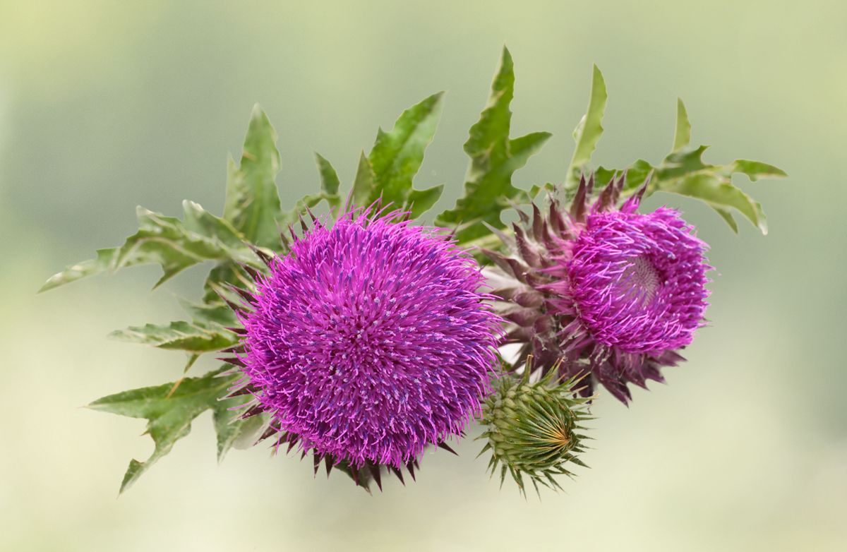 Ostropest plamisty – naturalne wsparcie wątroby i odporności