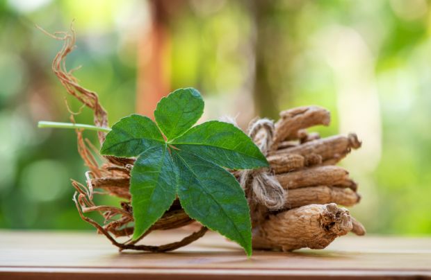 Eleuterokok kolczasty (Żeń-szeń syberyjski)