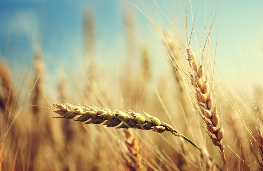 Czy pszenica uzależnia?