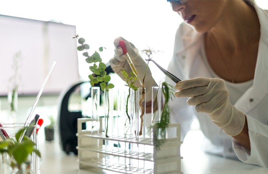 Jak długo stosować Alveo?