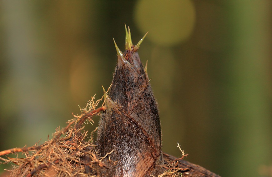 Bambus - sposób na piękną skórę, włosy i paznokcie