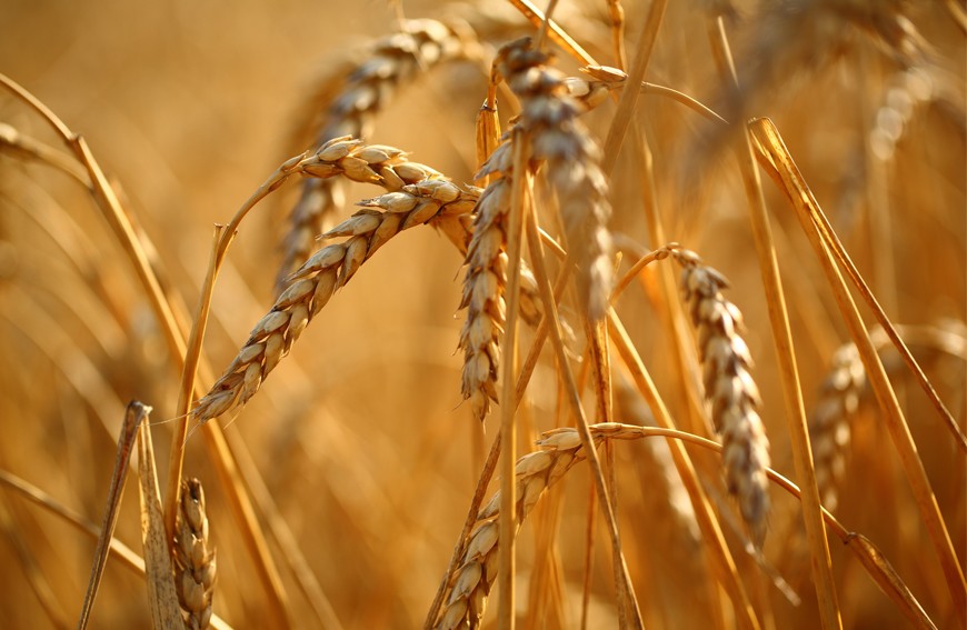 P jak pszenica, P jak pryszcz?