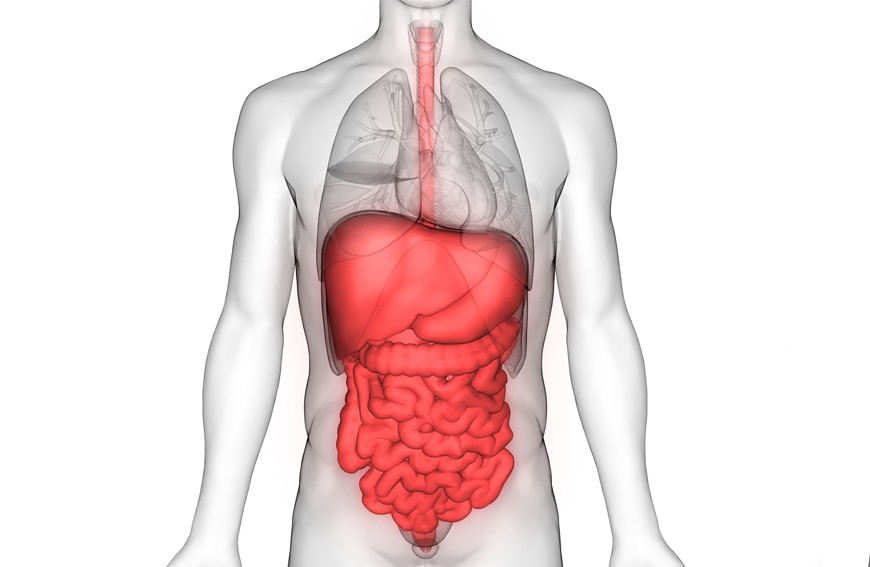 Układ trawienny - jeden z najbardziej złożonych układów