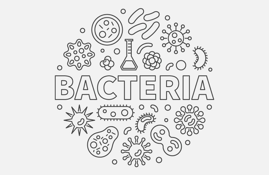 Zdrowe jelita to zdrowy organizm