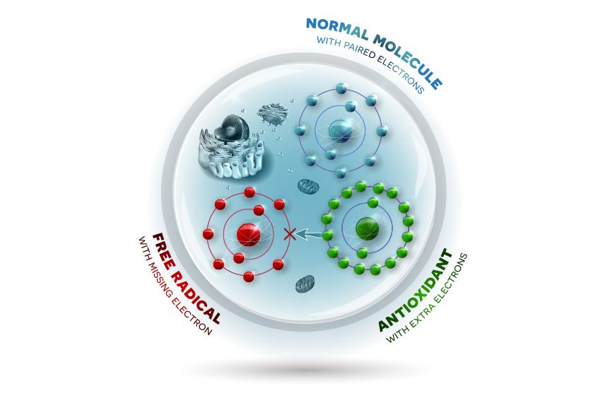 Rola antyoksydantów