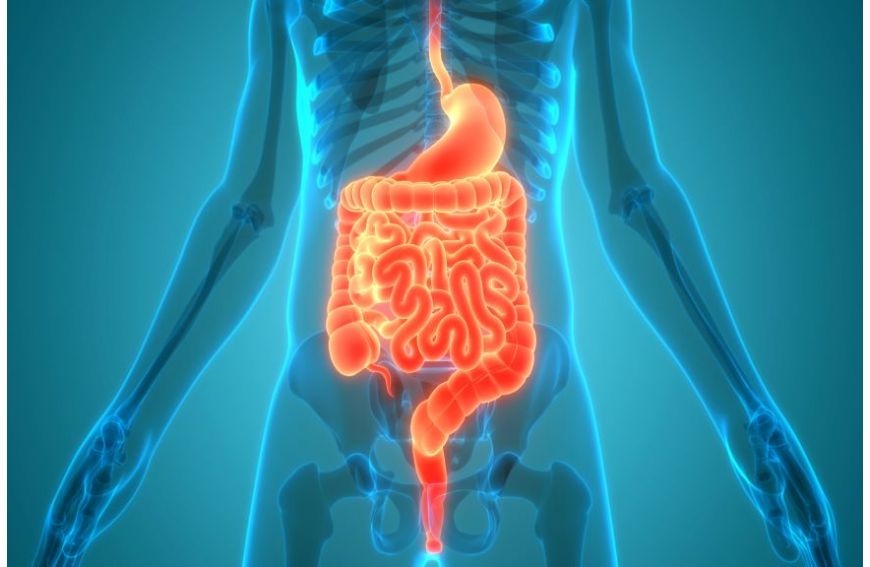 Rola probiotyków a mikrobiota jelitowa